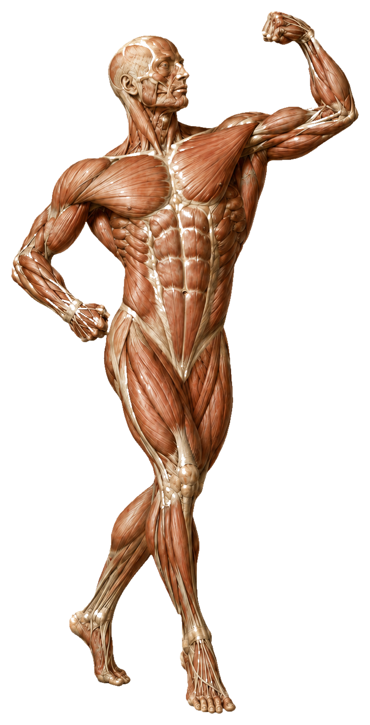 Musculoskeletal anatomy figure in a flexing pose